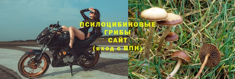 Галлюциногенные грибы MAGIC MUSHROOMS  Калининец 